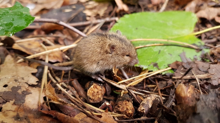 Полевая мышь