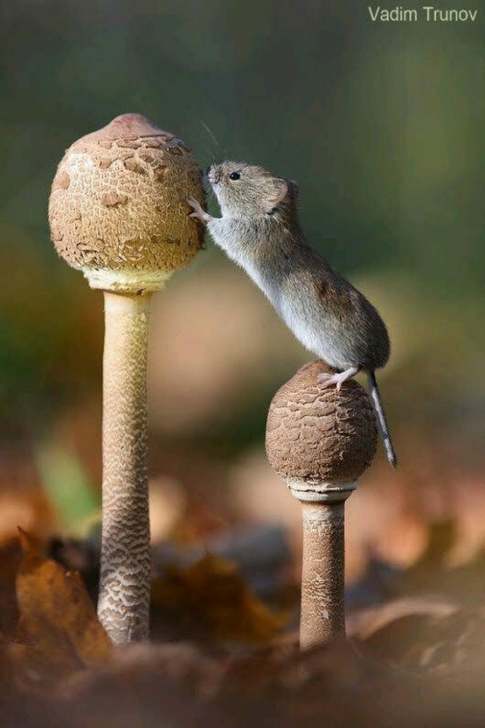 Грибы мышки