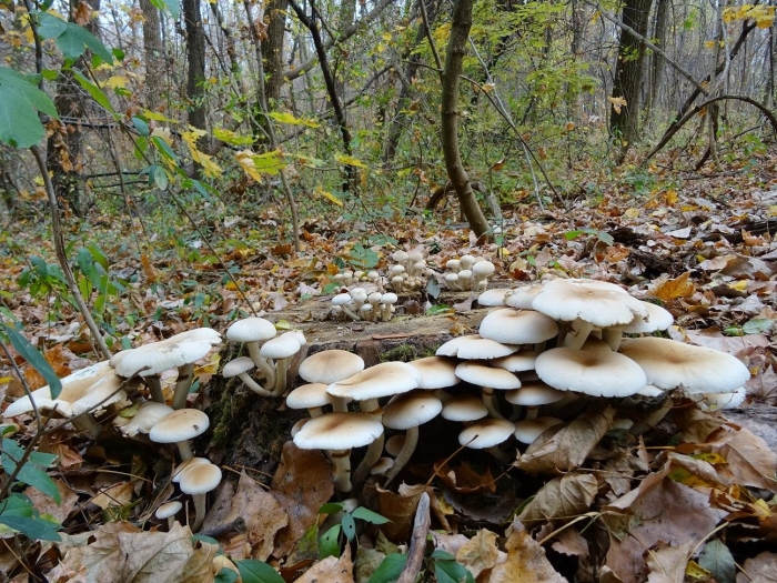 Agrocybe aegerita