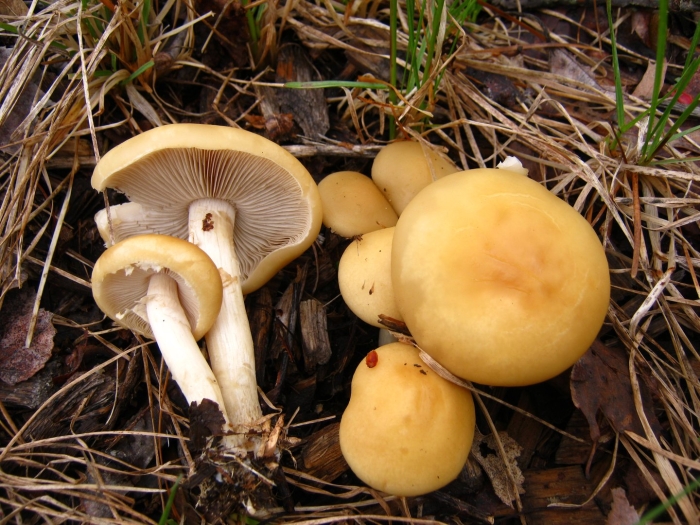 Полёвик ранний agrocybe praecox