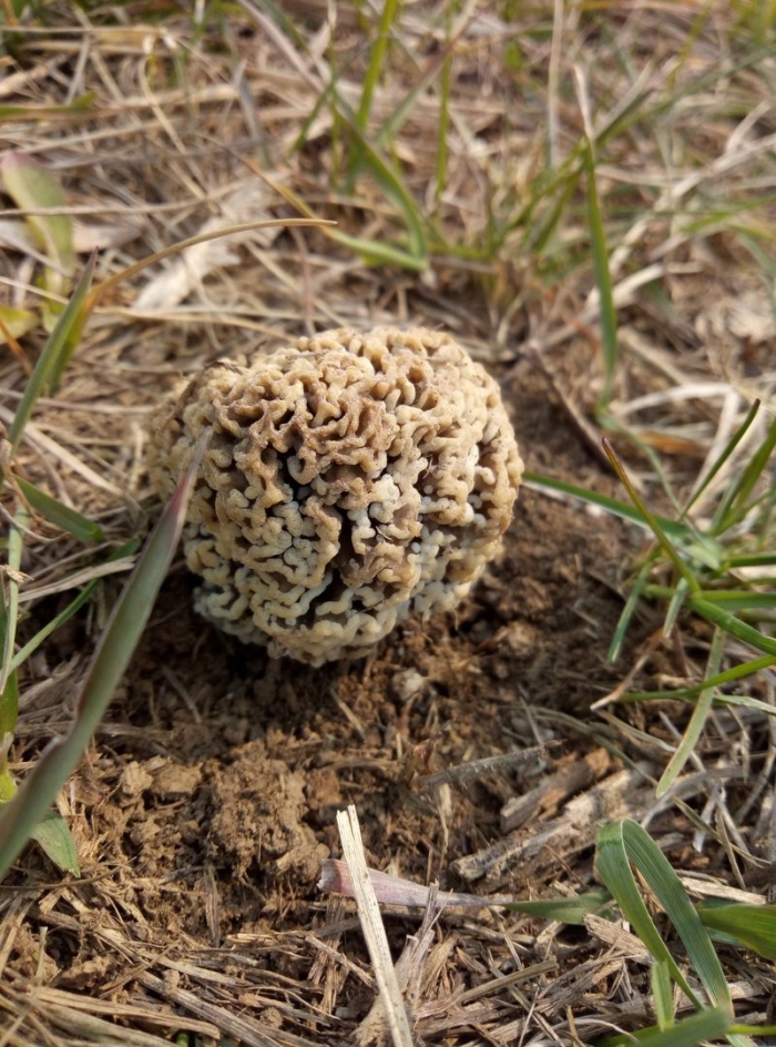 Сморчок степной