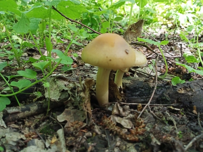 Бледная поганка гриб