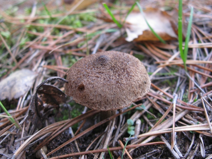 Гриб паутинник чешуйчатый