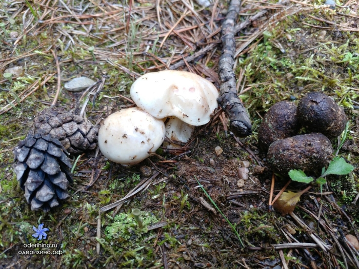 Гриб шампиньон полевой