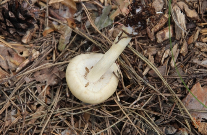 Гигрофор желтовато-белый (hygrophorus eburneus)