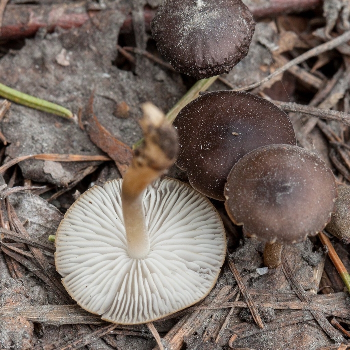 Гриб стробилюрус