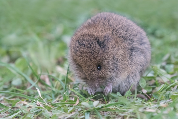 Пашенная полёвка