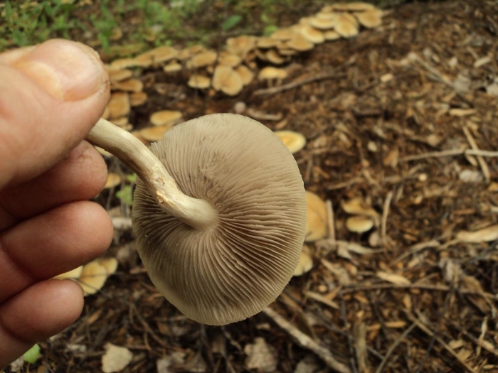 Agrocybe praecox