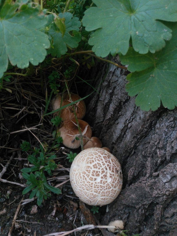 Головач мешковатый (bovistella utriformis)