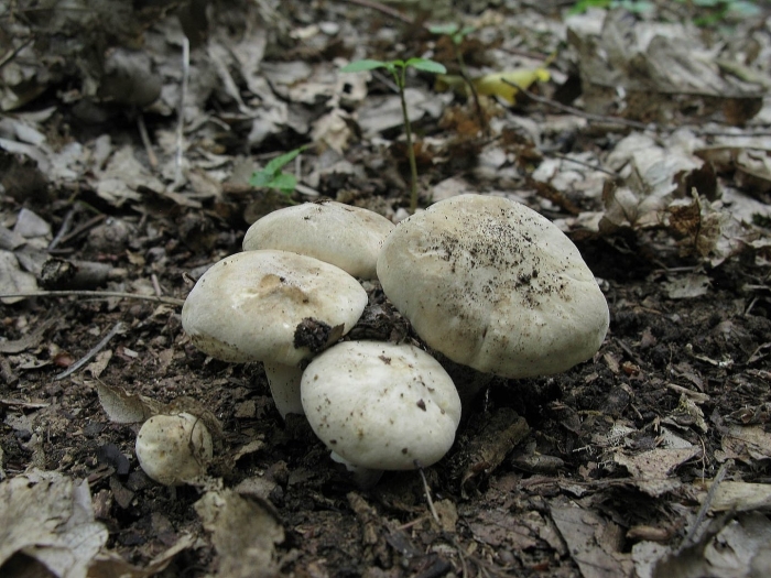 Млечник беззоновый гриб