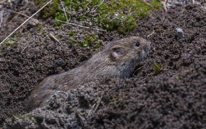 Снеговая полёвка (chionomys nivalis)