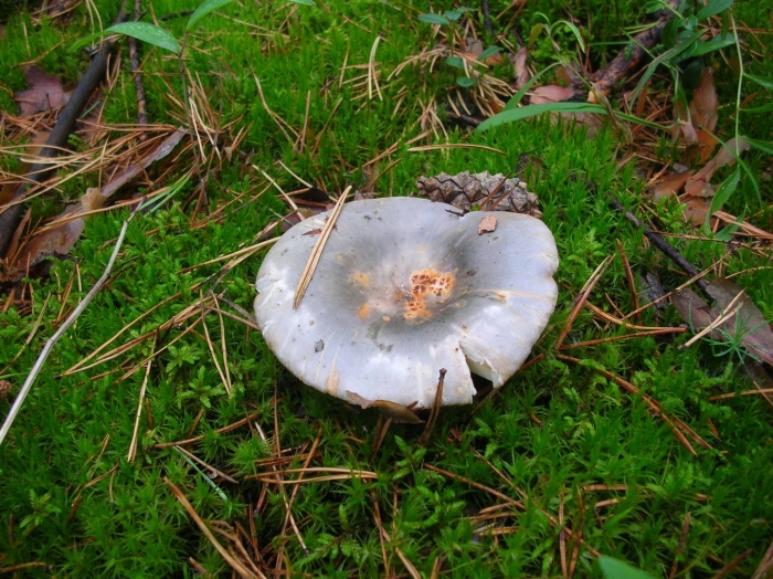 Полевка гриб