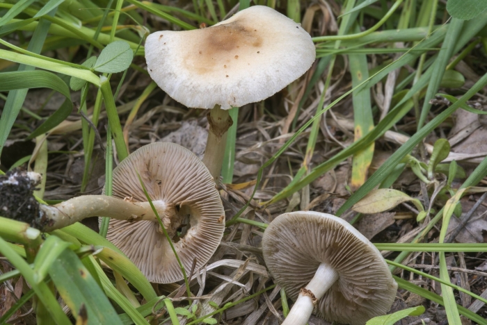 Гриб белопаутинник луковичный