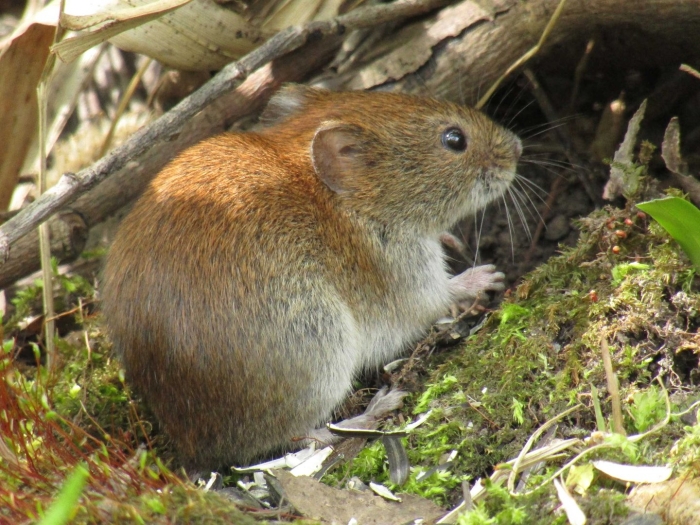 Рыжая лесная полевка