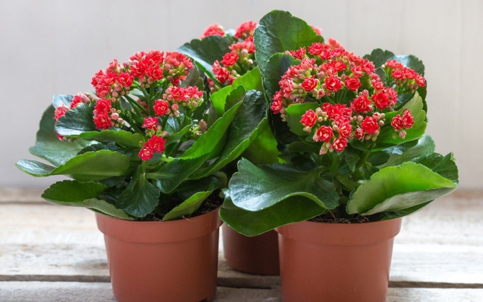 Каланхоэ каландива красный