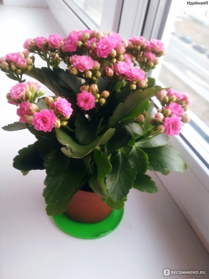 Каланхоэ каландива