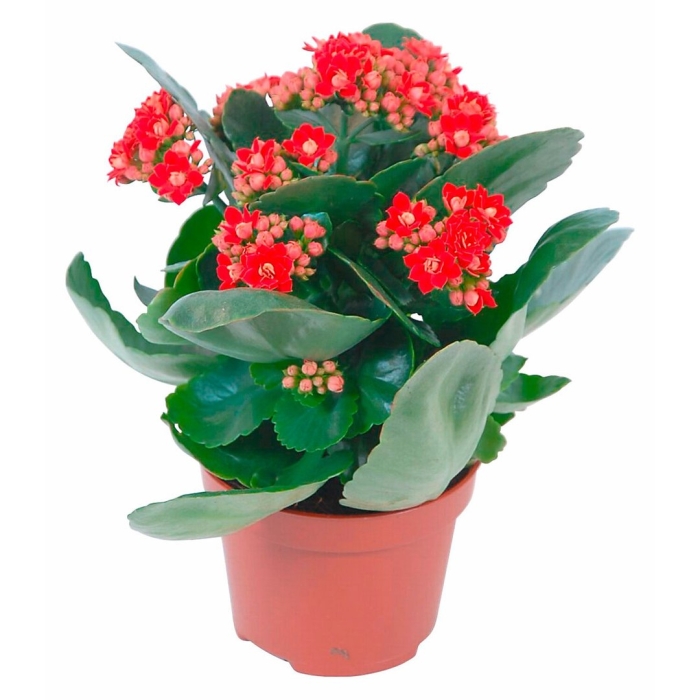 Каланхоэ каландива микс