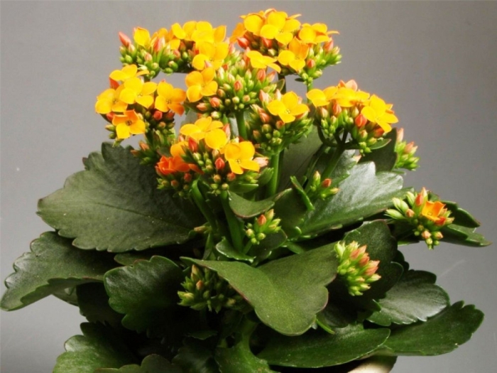 Каланхоэ блоссфельда