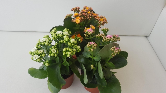 Каланхоэ каландива микс