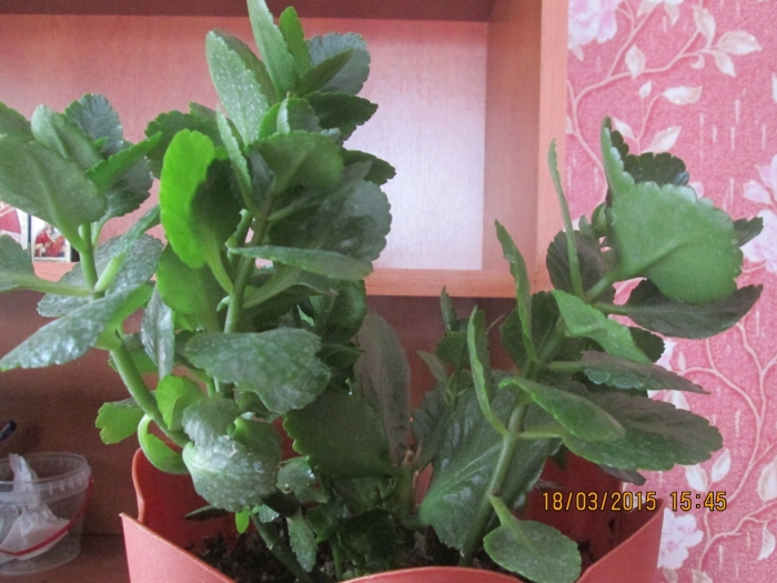 Каланхоэ блоссфельда листья