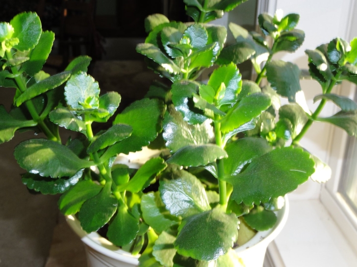 Каланхоэ растение