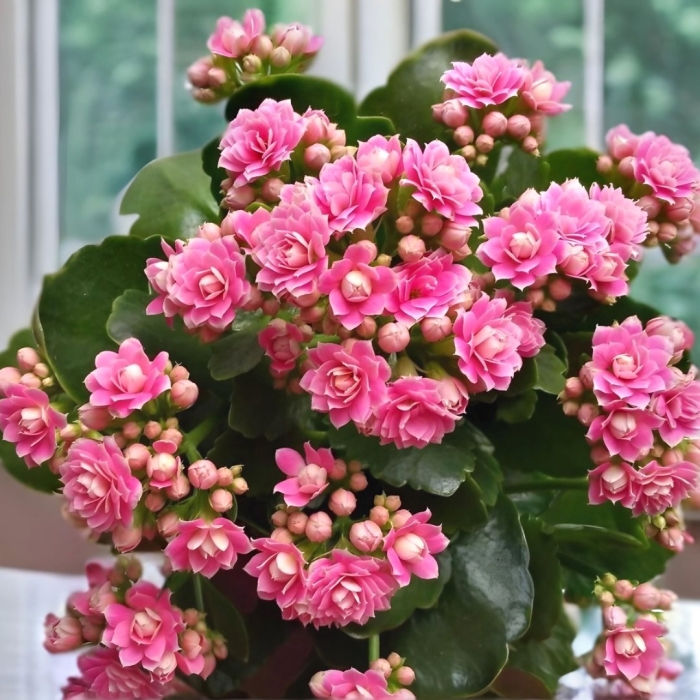 Каланхоэ розовая