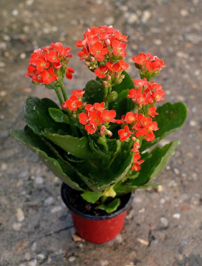 Каланхоэ декоративное