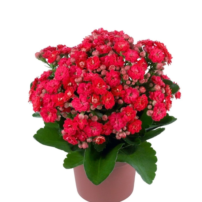 Каланхоэ каландива розовый