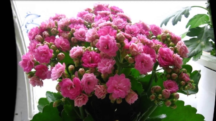 Каланхоэ блоссфельда