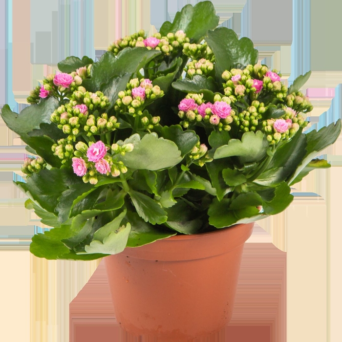 Каланхое «каландива» микс