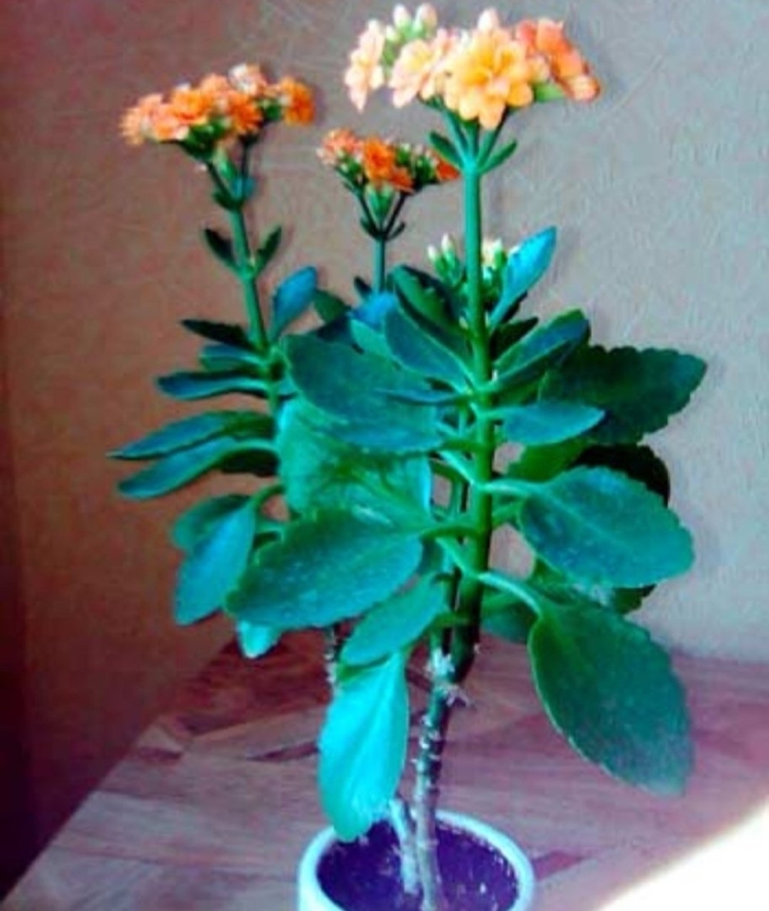 Каланхоэ блоссфельда оранжевый