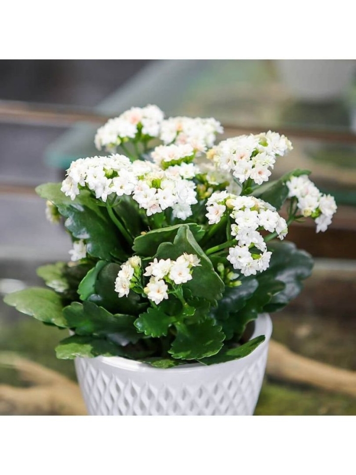 Каланхоэ белая