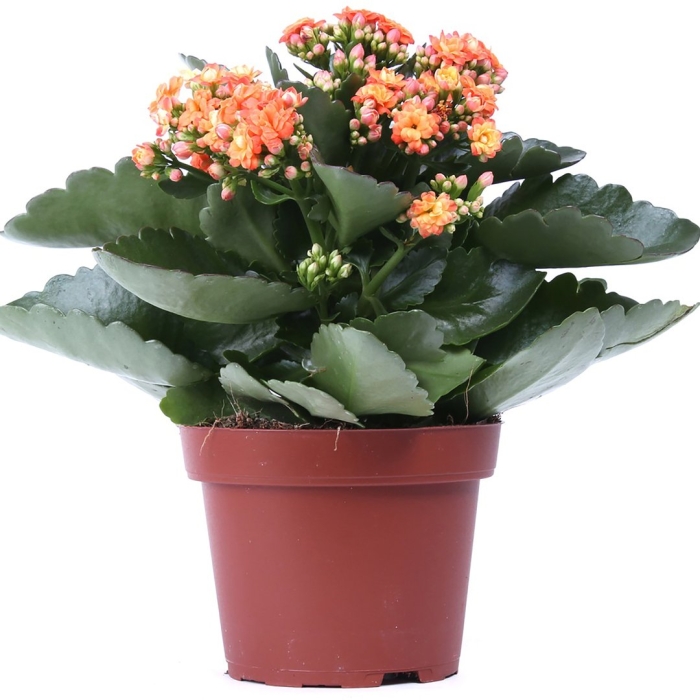 Каланхоэ блоссфельда каландива грандива