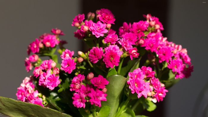 Блоссфельда каландива