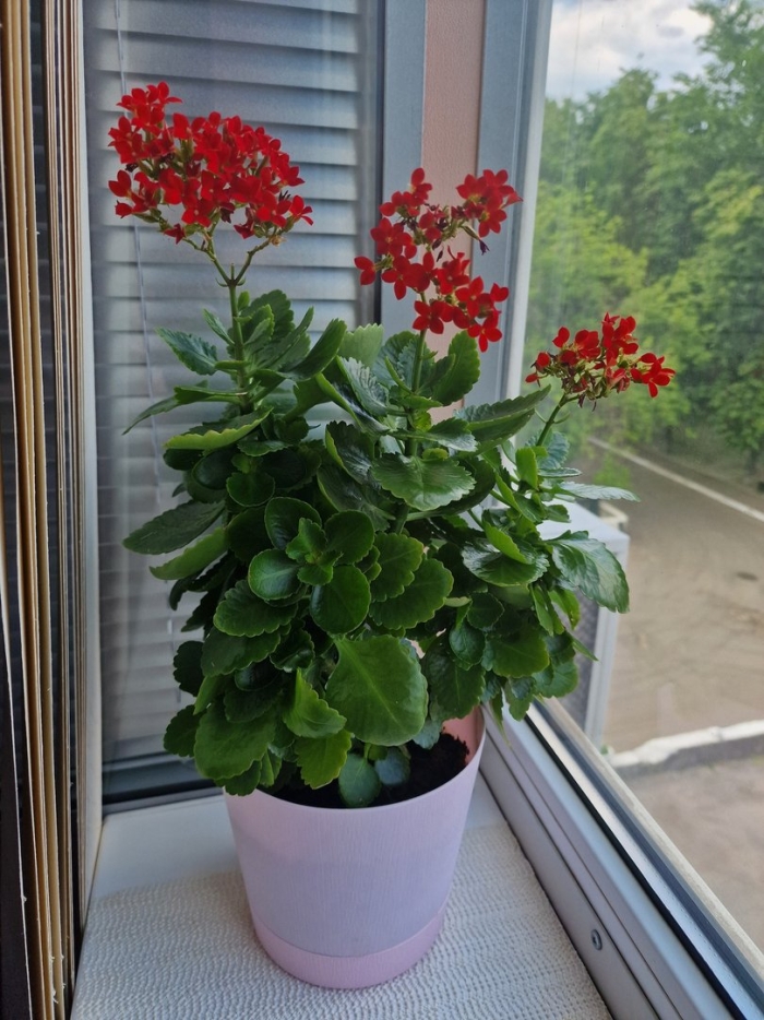 Комнатные цветы каланхоэ