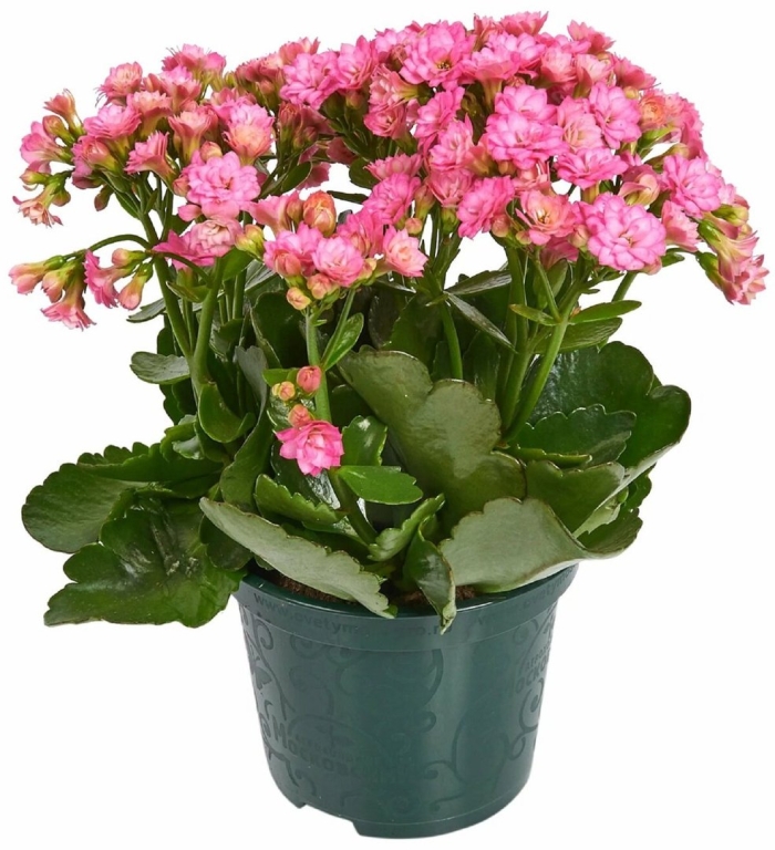 Каланхоэ каландива розовый