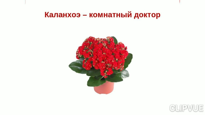 Каланхоэ цветок комнатный
