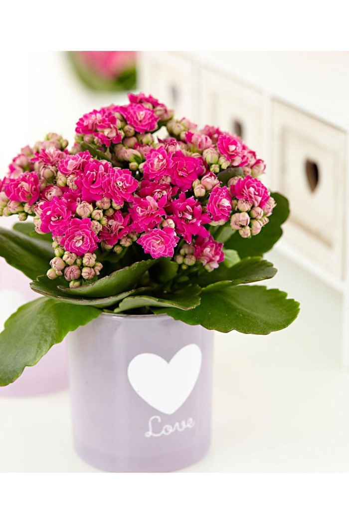 Каланхое «каландива» микс