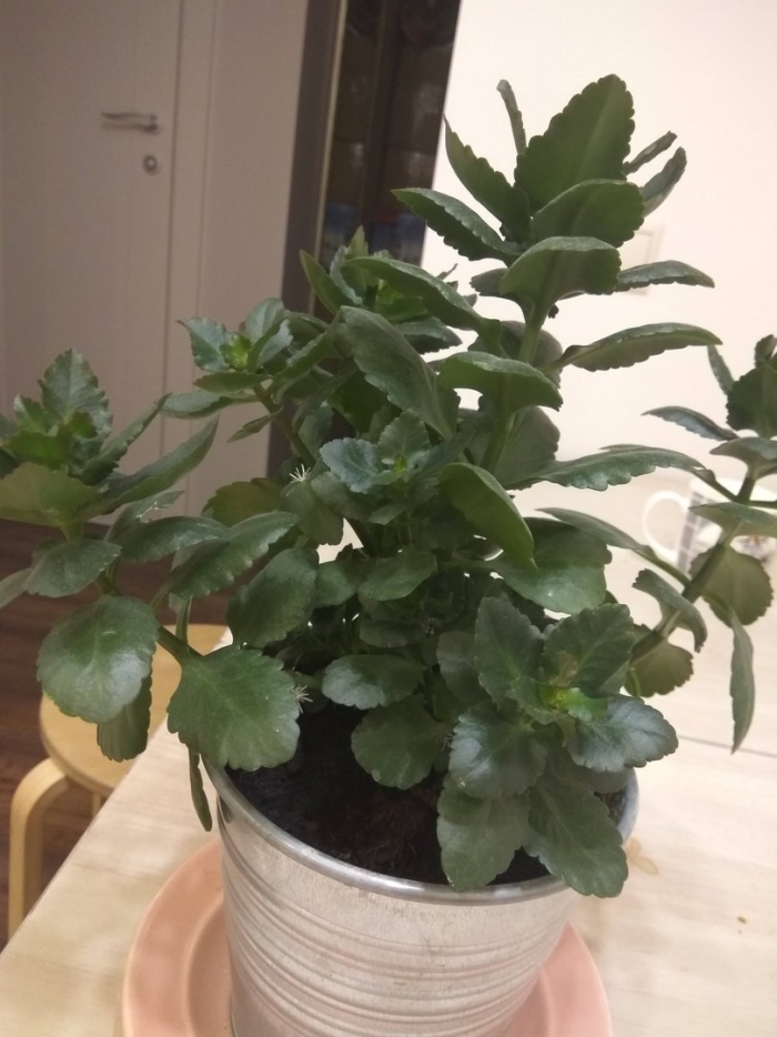 Каланхоэ вытягивается вверх