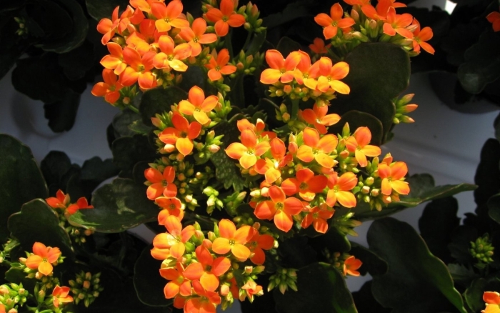 Каланхоэ оранжевый