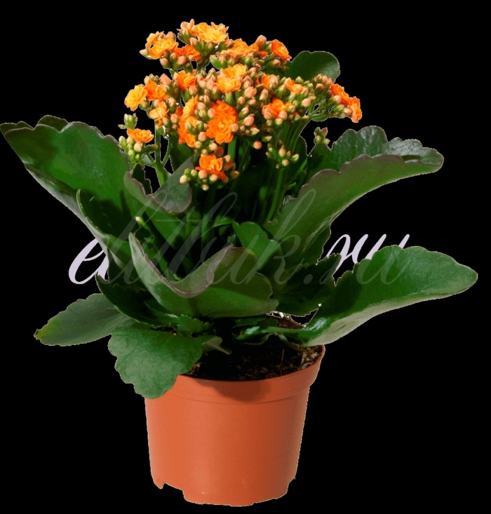 Комнатное растение каланхоэ