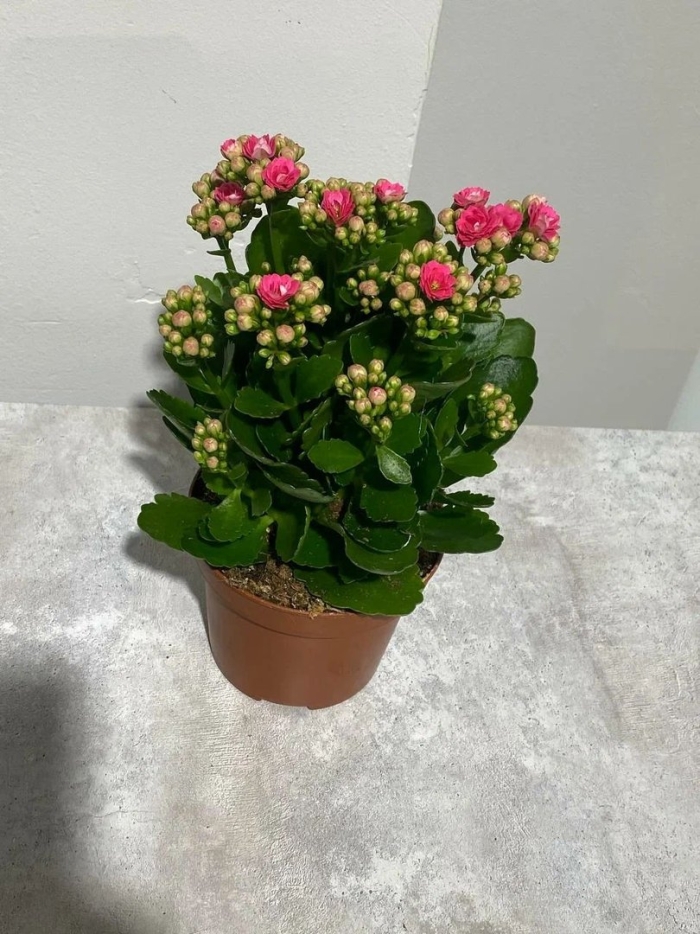 Каланхоэ каландива росток