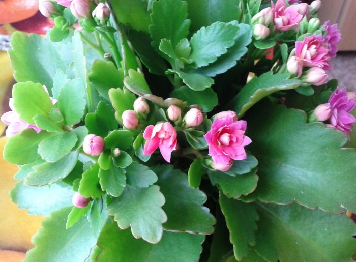 Каланхоэ цветок уличный