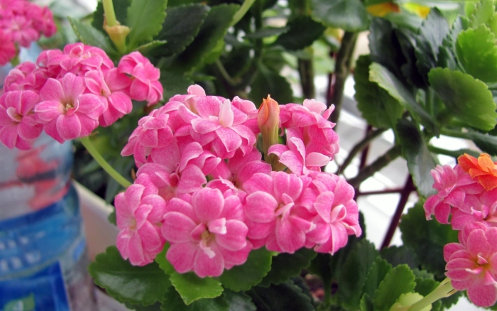 Каланхоэ герань