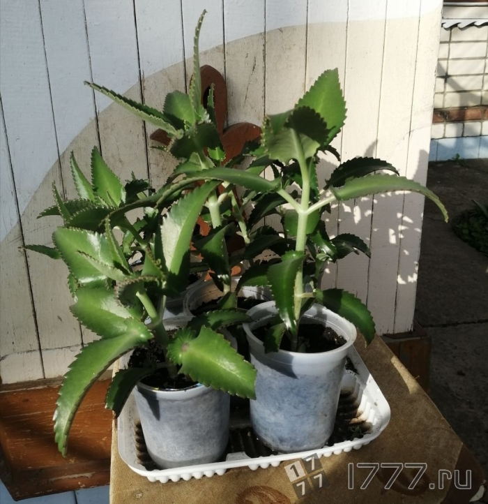 Каланхоэ лечебная