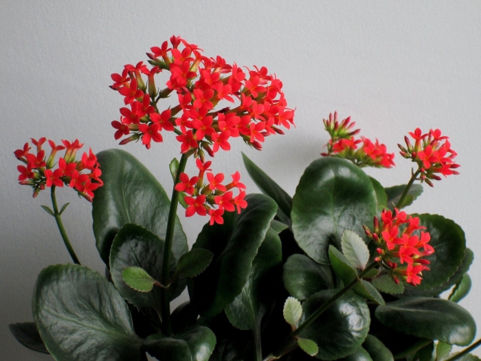 Блоссфельда каланхоэ