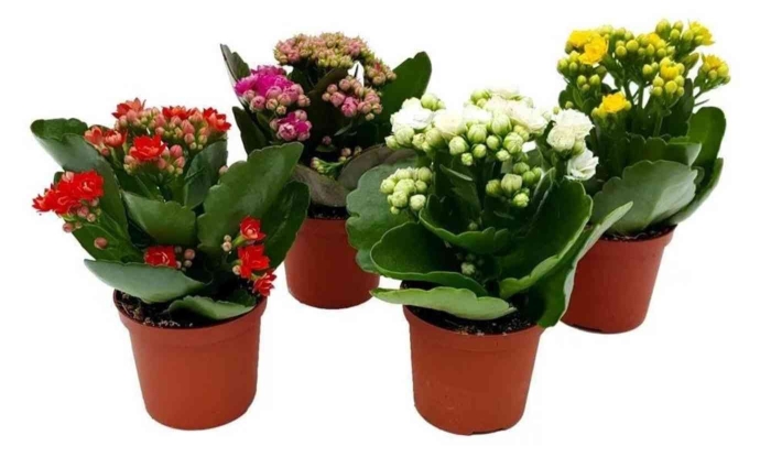 Каланхоэ розалина микс