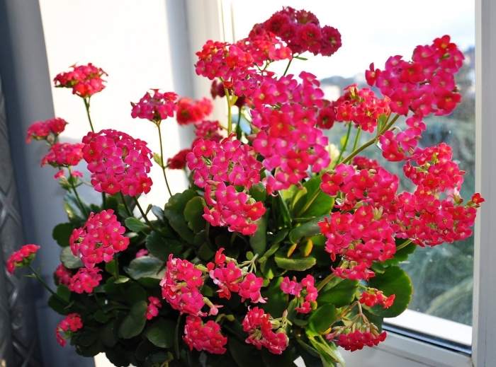 Цветущая каланхоэ