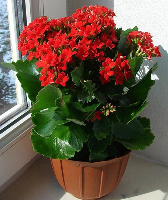 Каланхоэ цветок комнатный цветущий