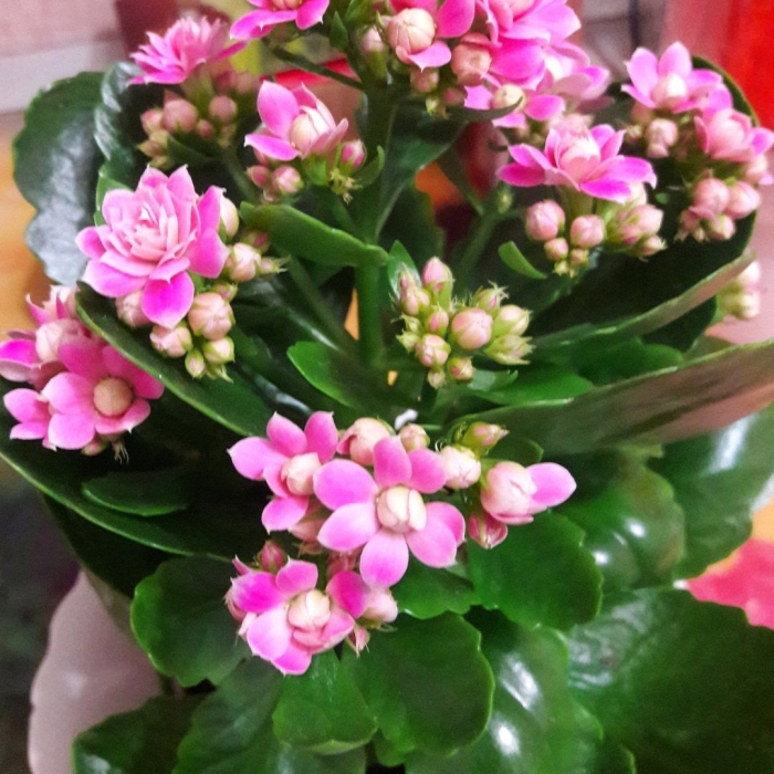 Блоссфельда каланхоэ